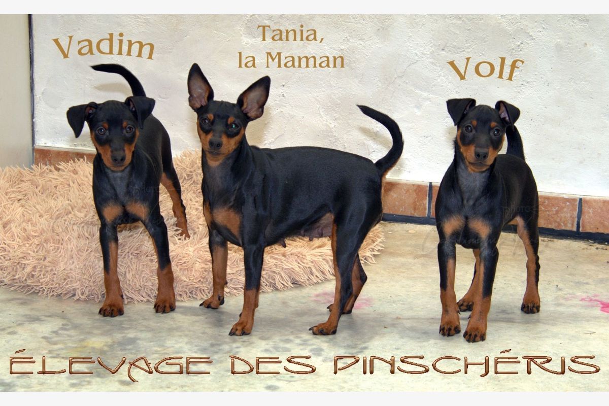 Race pinscher nain