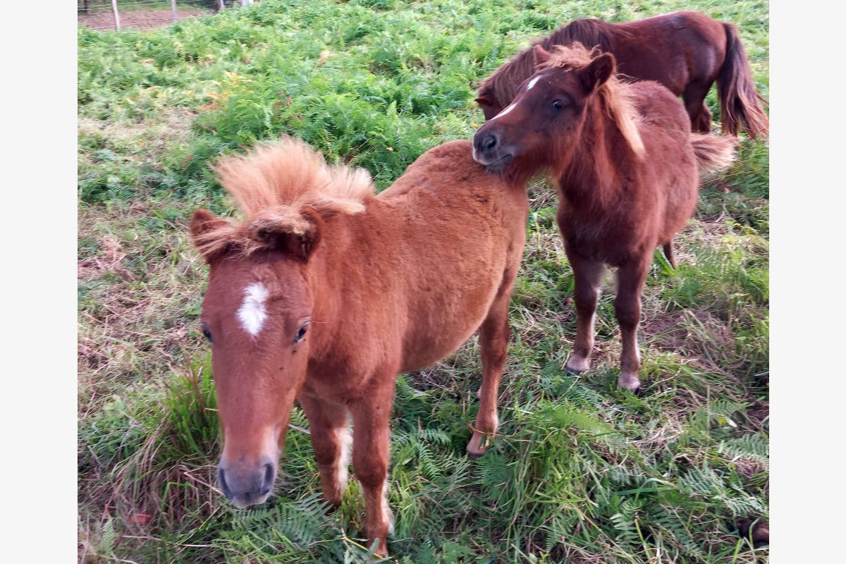 Poneys shetlands