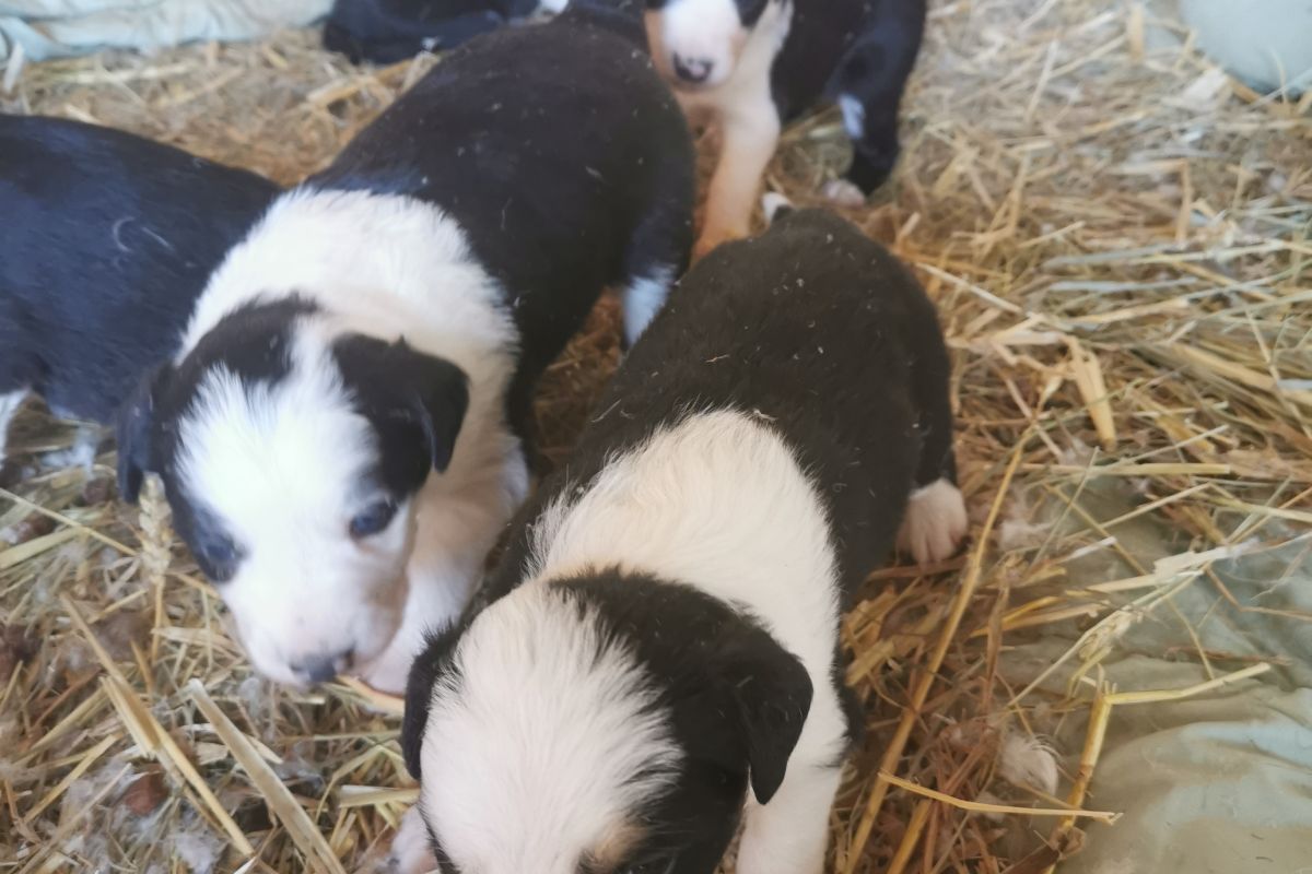 Chiots apparence border collie