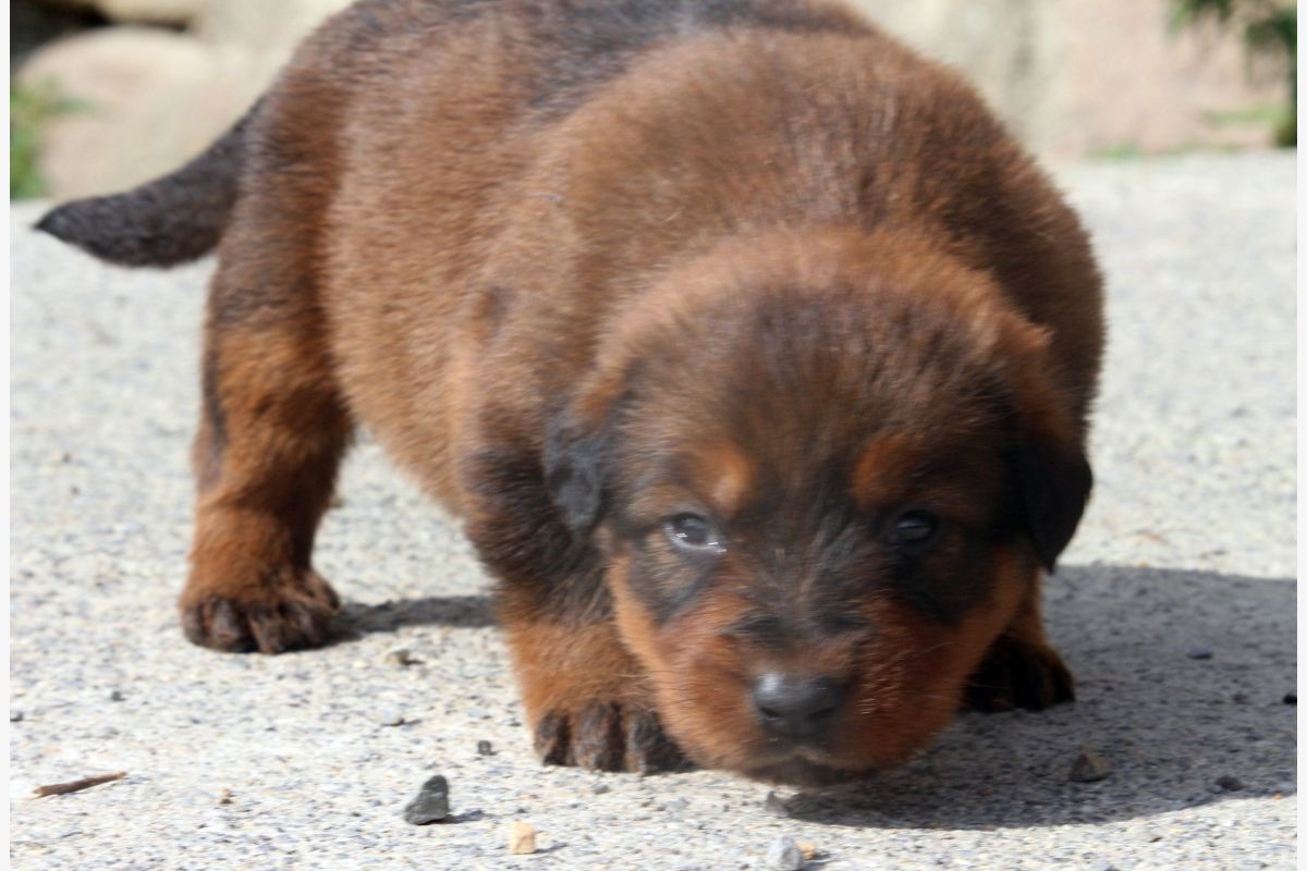 Croisé beauceron/briard