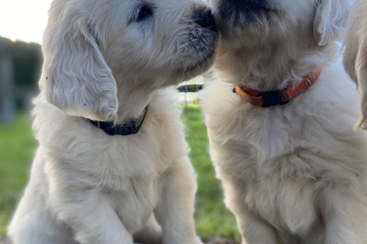 Race Golden Retriever