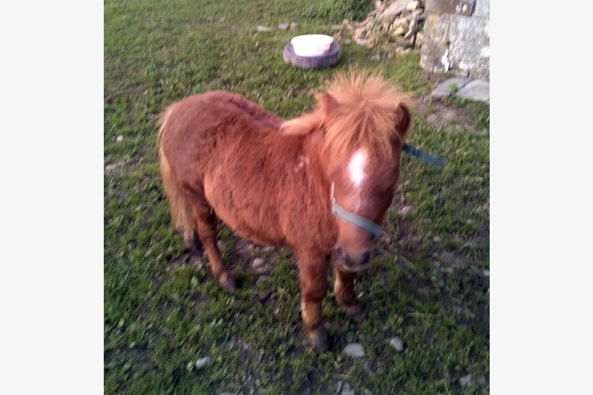 Poney shetland