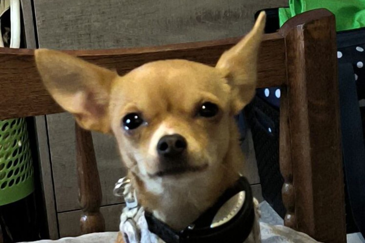 Apparence chihuahua