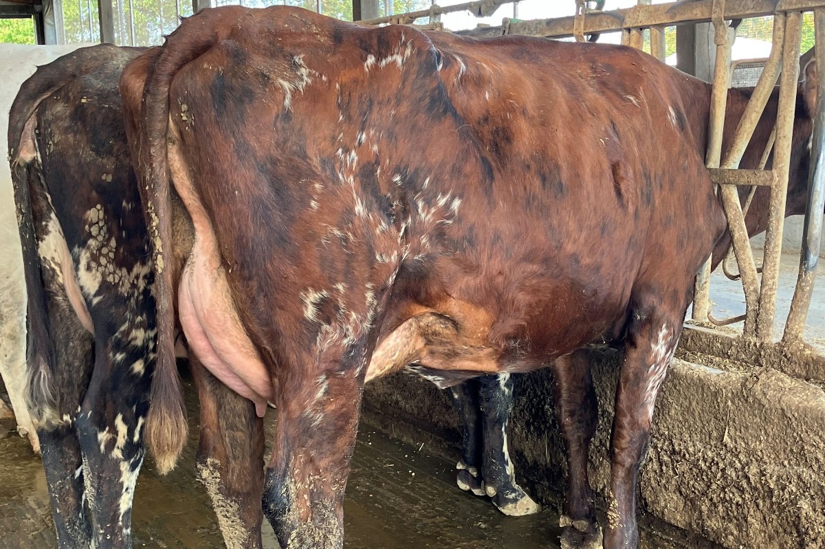 Vaches en lait normandes