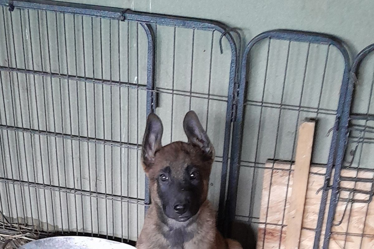 Chiot apparence malinois