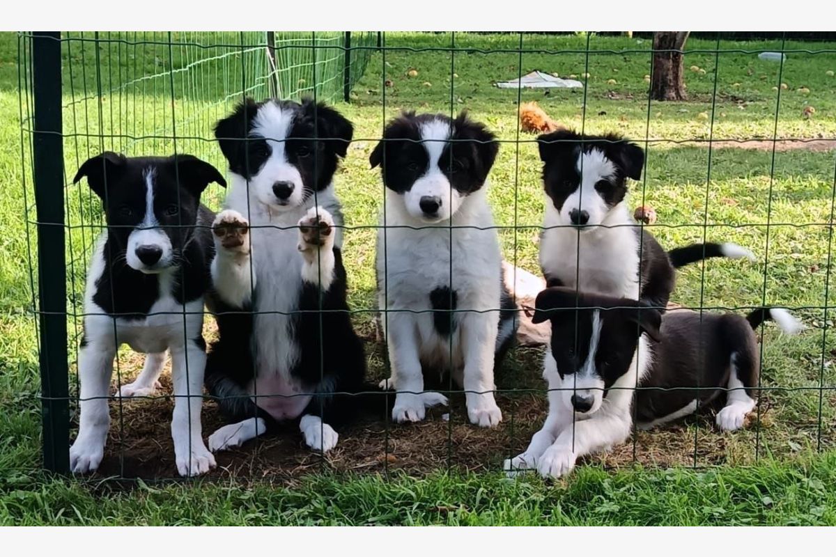 Apparence border collie