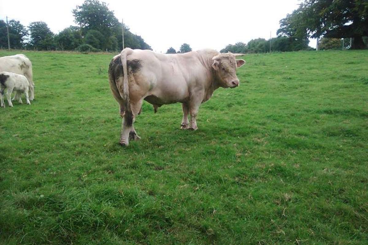 Taureau charolais