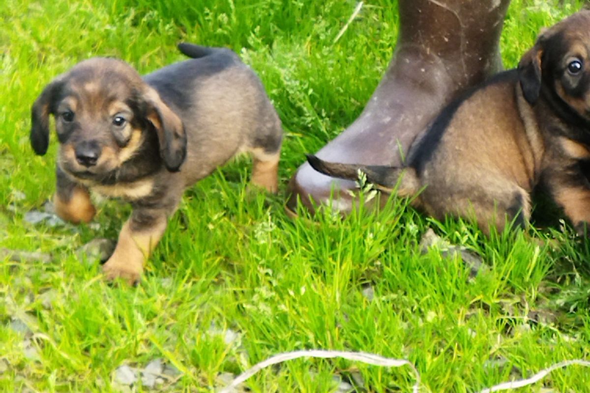 Chiots apparence teckel poil dur