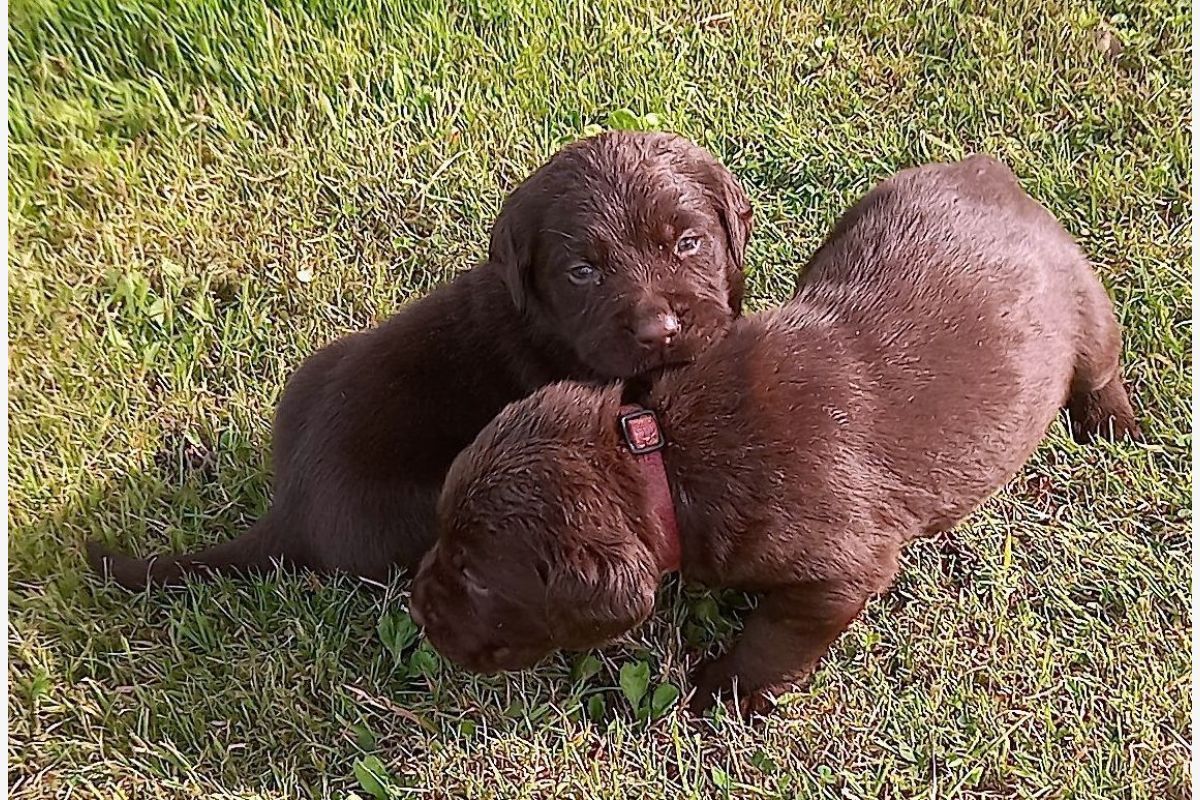 Race labrador marron