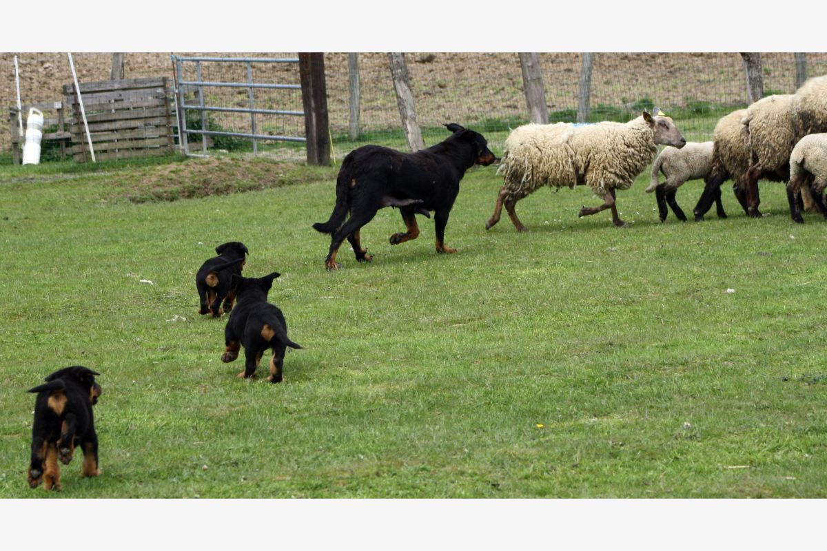 Race beauceron