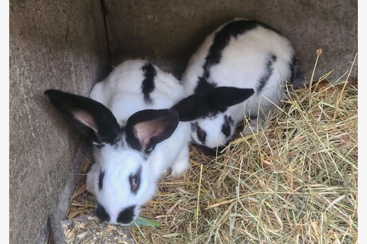 Lapins mâles Fauve de Bourgogne