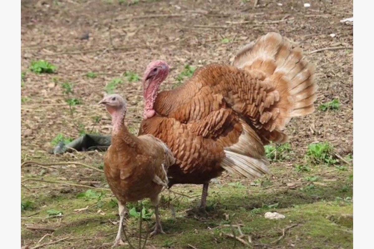 Couple de dindes rouges des Ardennes