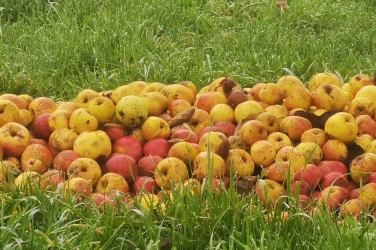 Pommes à cidre 