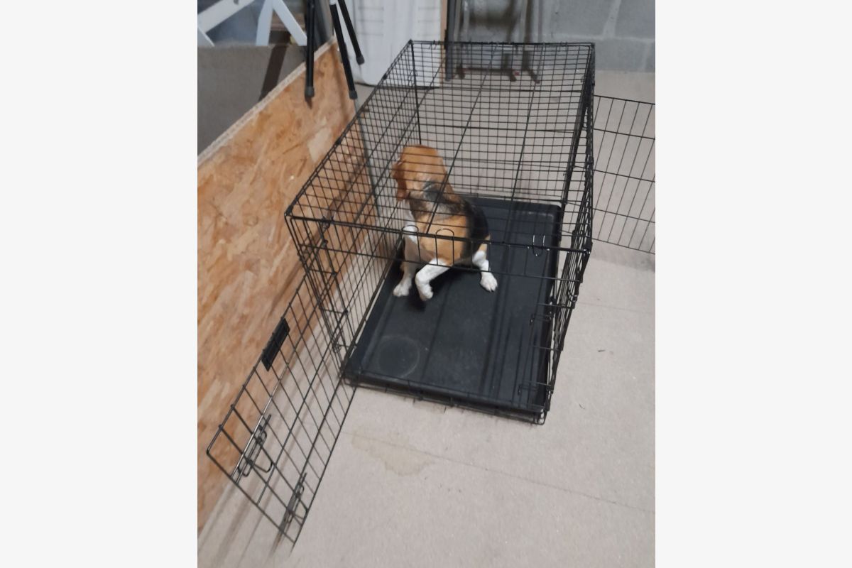 Cage pour chien