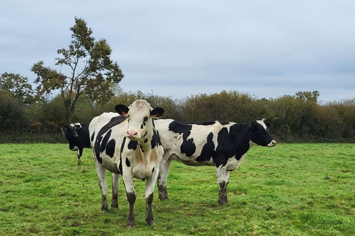 genisses amouillantes prim'holstein