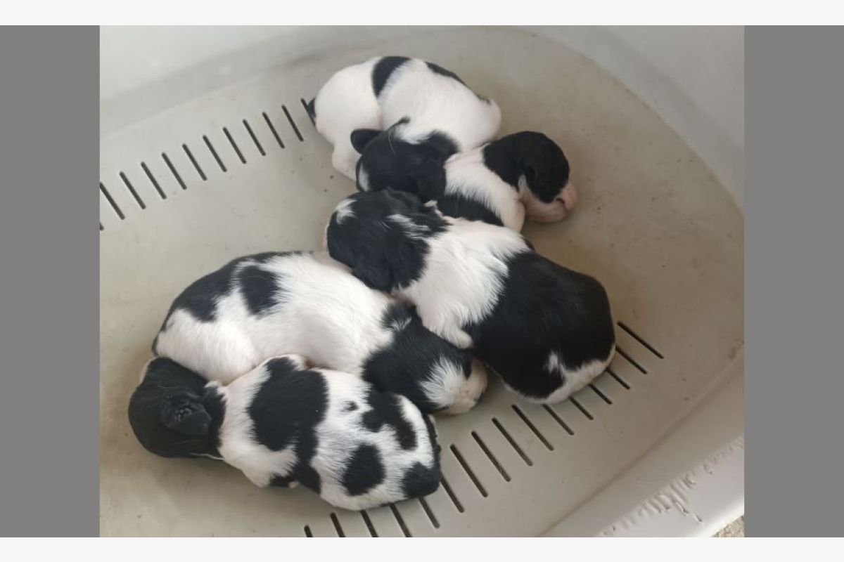 5 chiots apparence épagneul breton à donner