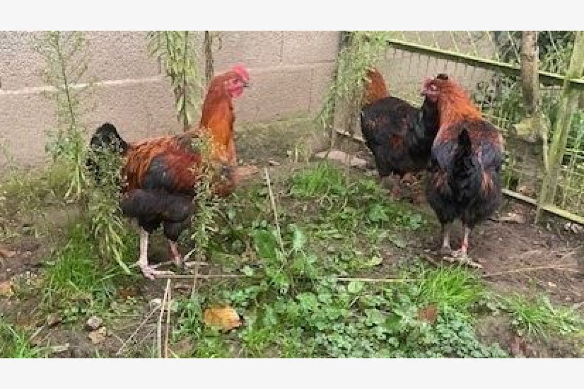 Coqs Marans