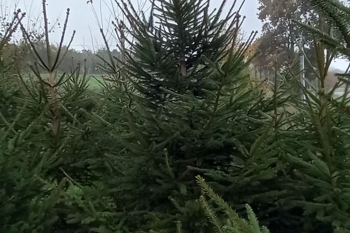 Sapins de Noël 