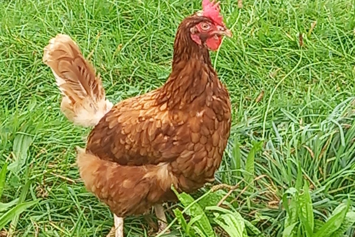 Poules pondeuses BIO 