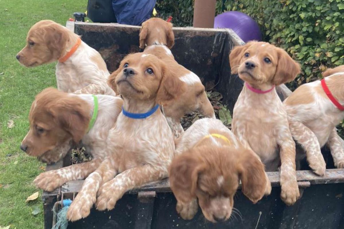 Chiots épagneul breton