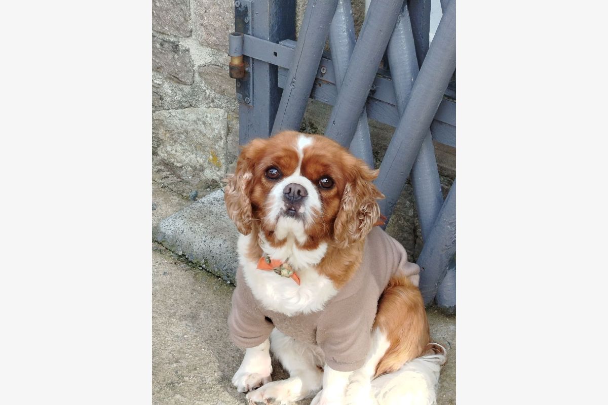 Recherchons notre cavalier king charles - Urgent