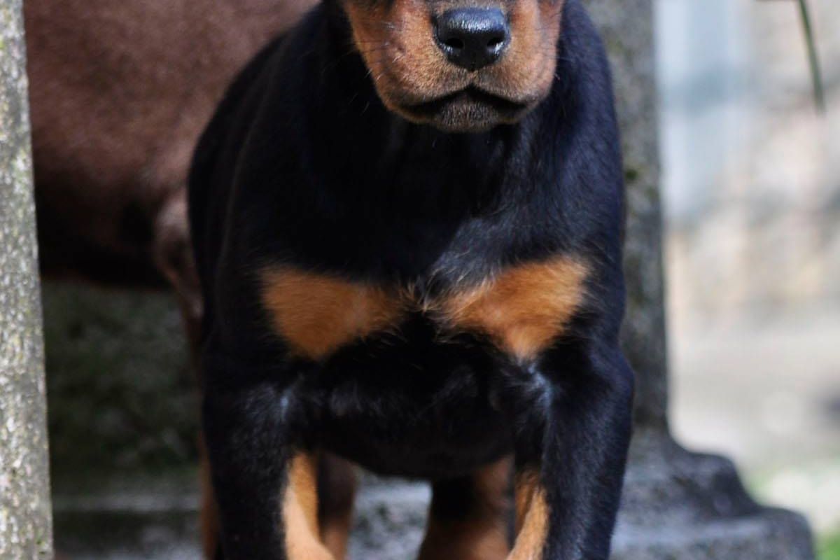 Chiots Dobermann Adoption