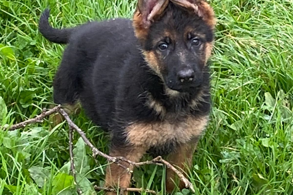 Chiot race berger allemand 