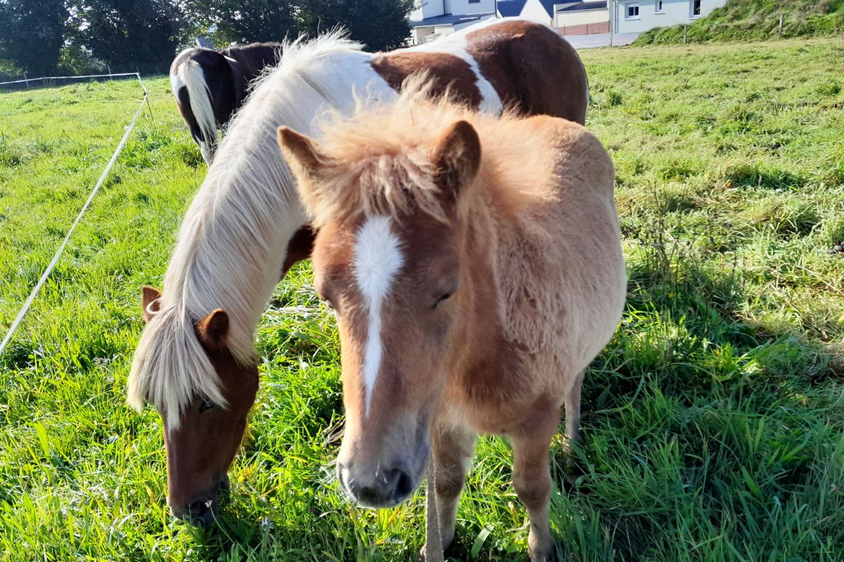 ponette pleine de 11 ans 130cm