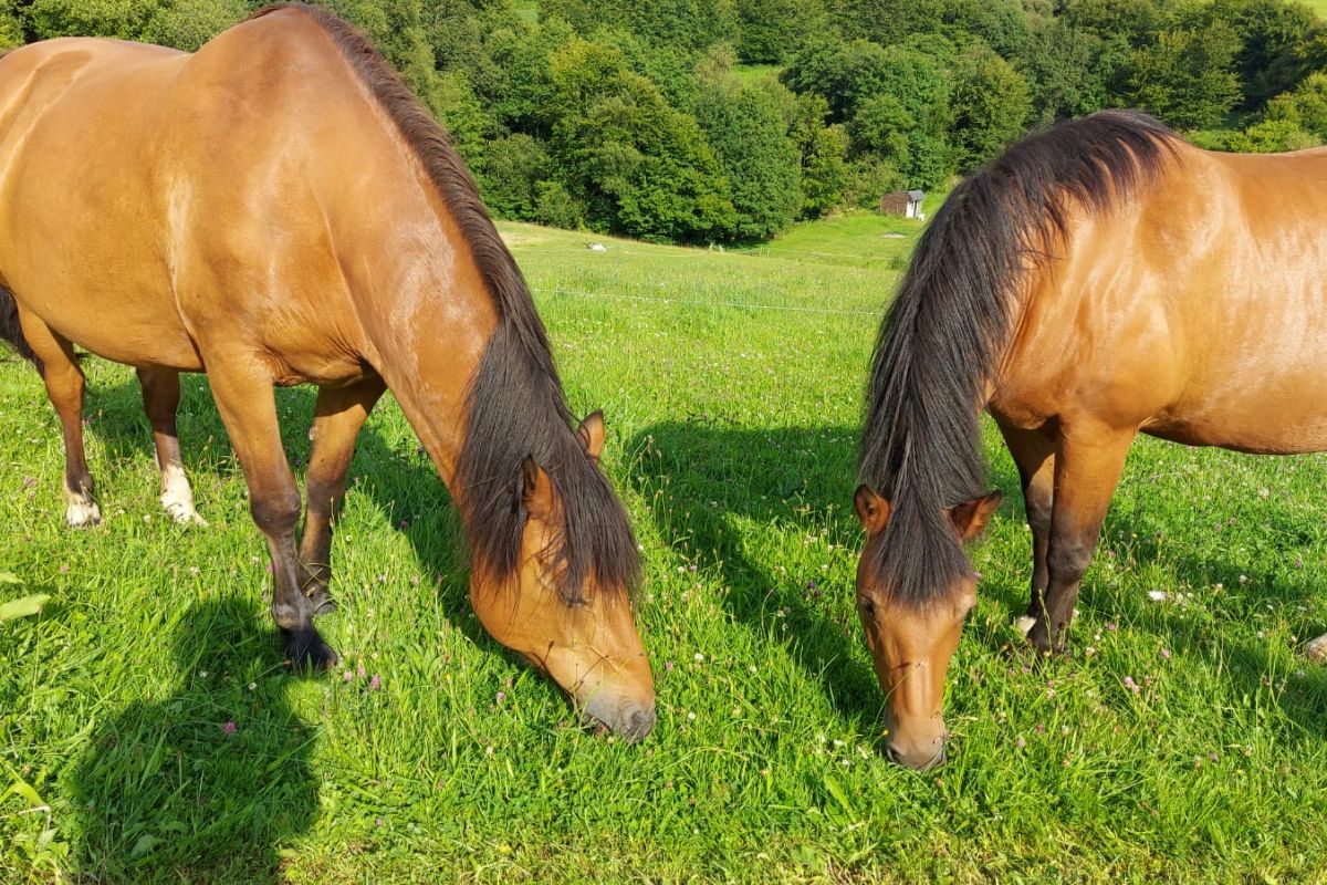 Donner contre bons soins 2 Franche Montagne