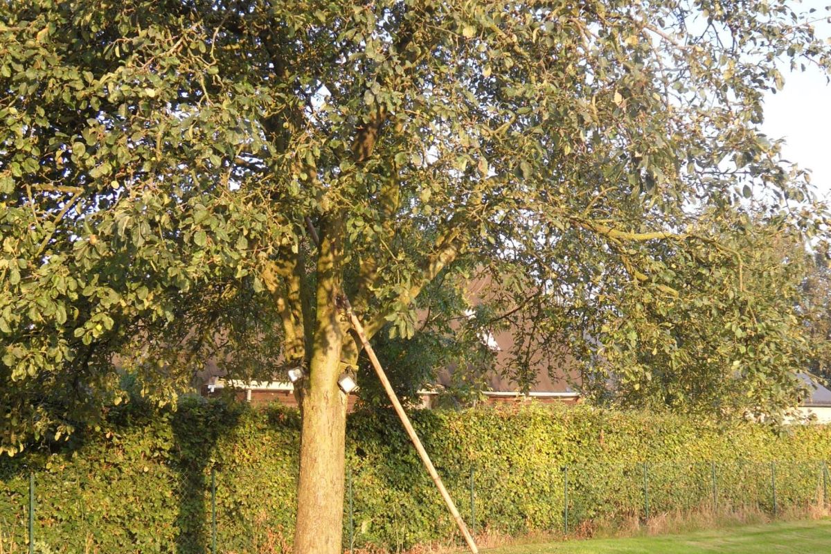 Photo 2 Cidre nouveau fermier soutiré en vrac