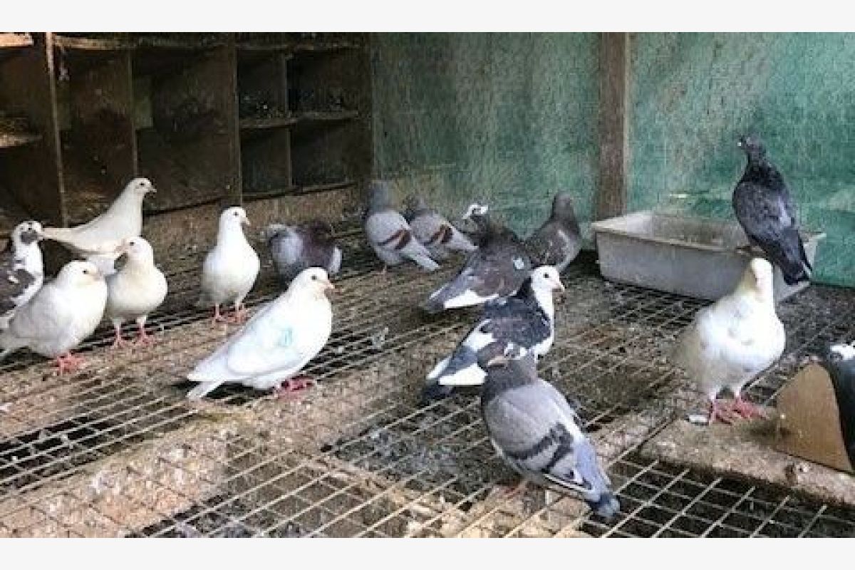 Couples reproducteurs de pigeons de chair