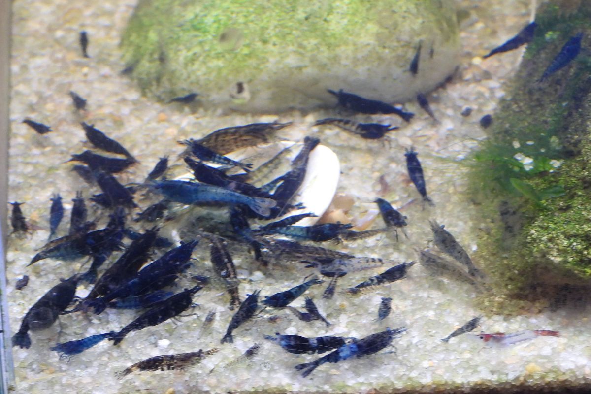 Crevettes caridines pour aquarium