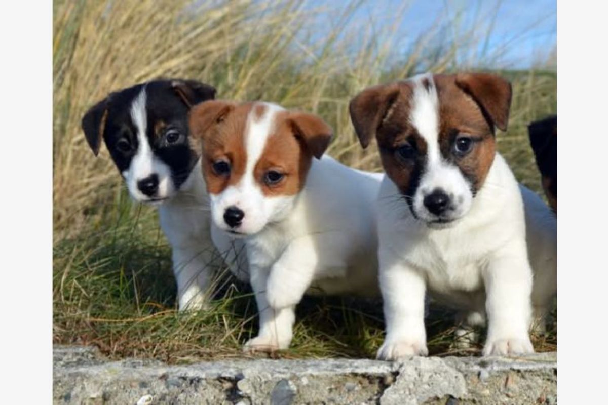 Race jack russel terrier