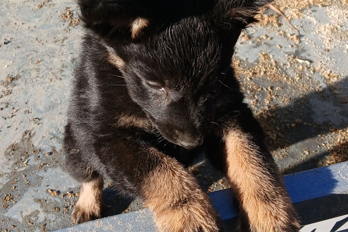 Chiots apparence berger allemand