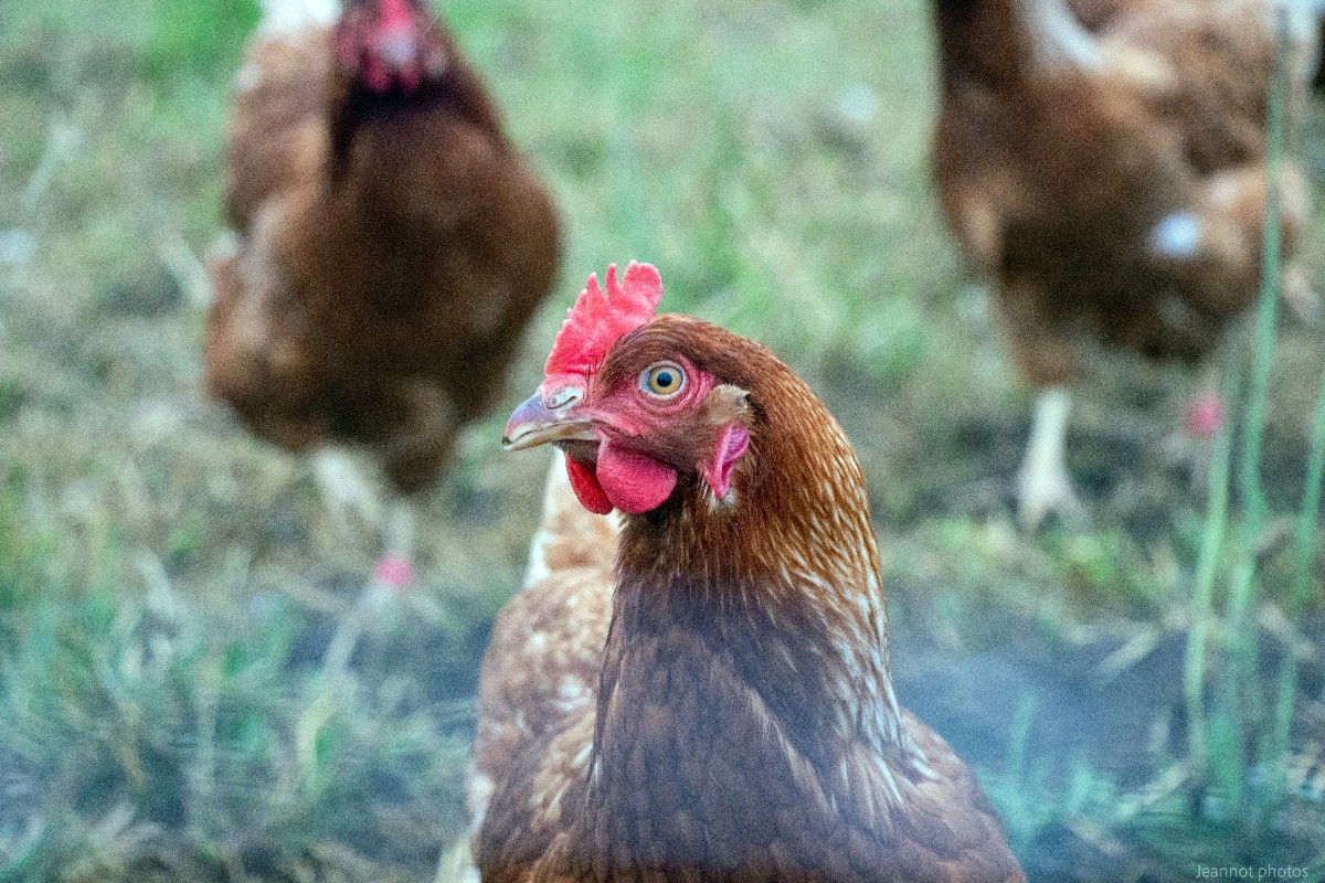 Poules pondeuses