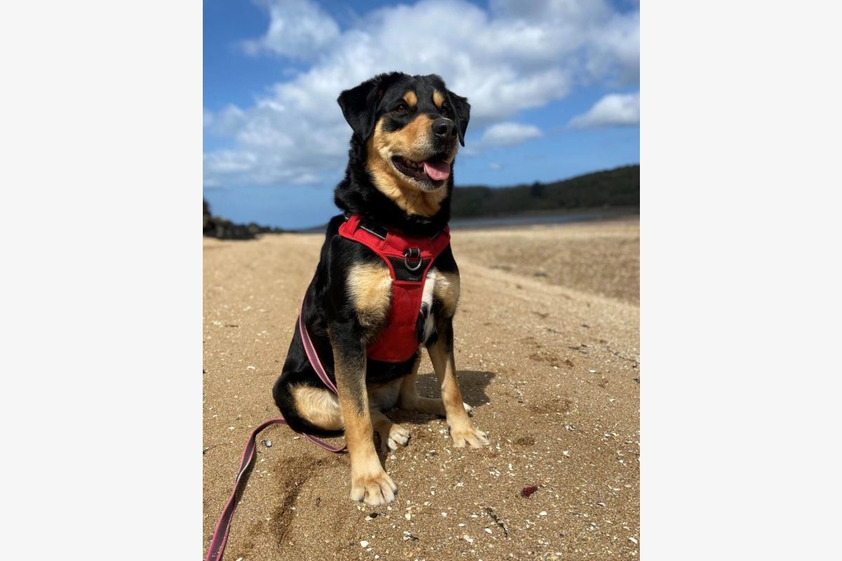 Croisé bouvier/beauceron