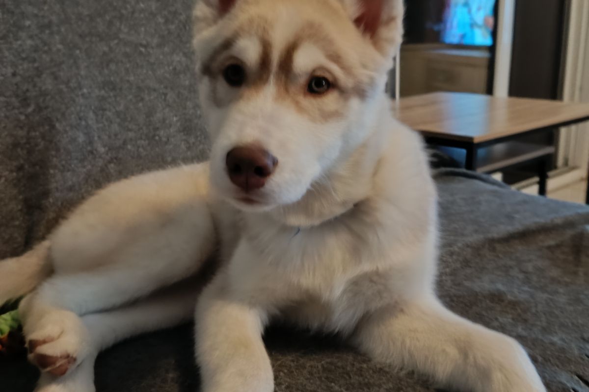 Chiots husky sibérien LOF 