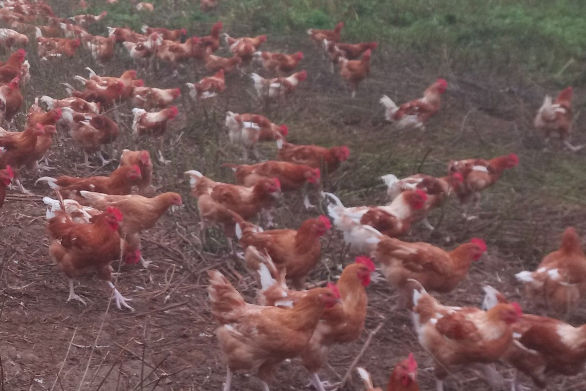 Vends poulets et poulettes fermiers  