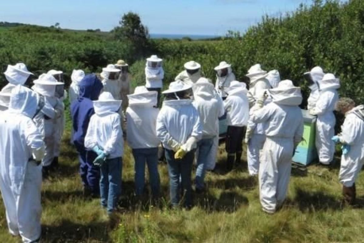 Formation apiculture