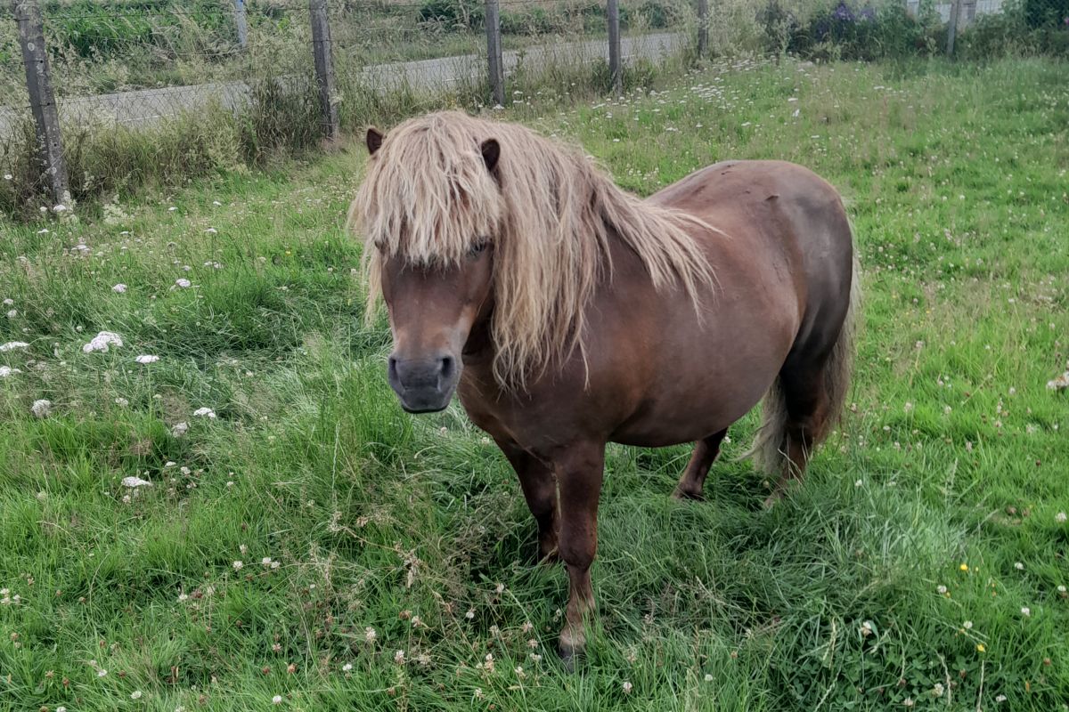 Vends poney