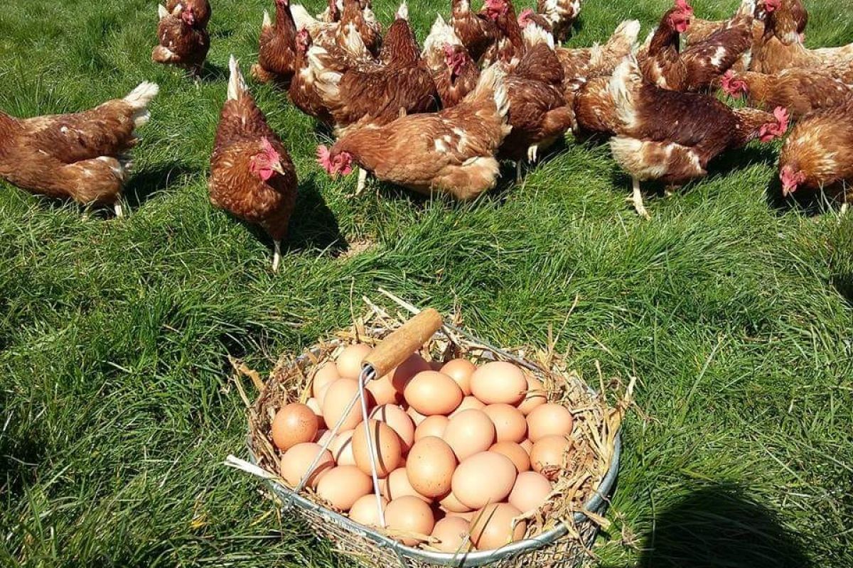 Poules prêtes à cuire