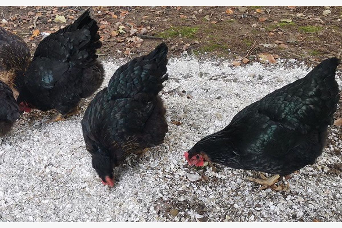 A vendre coquilles d'huitres broyées ou en farine