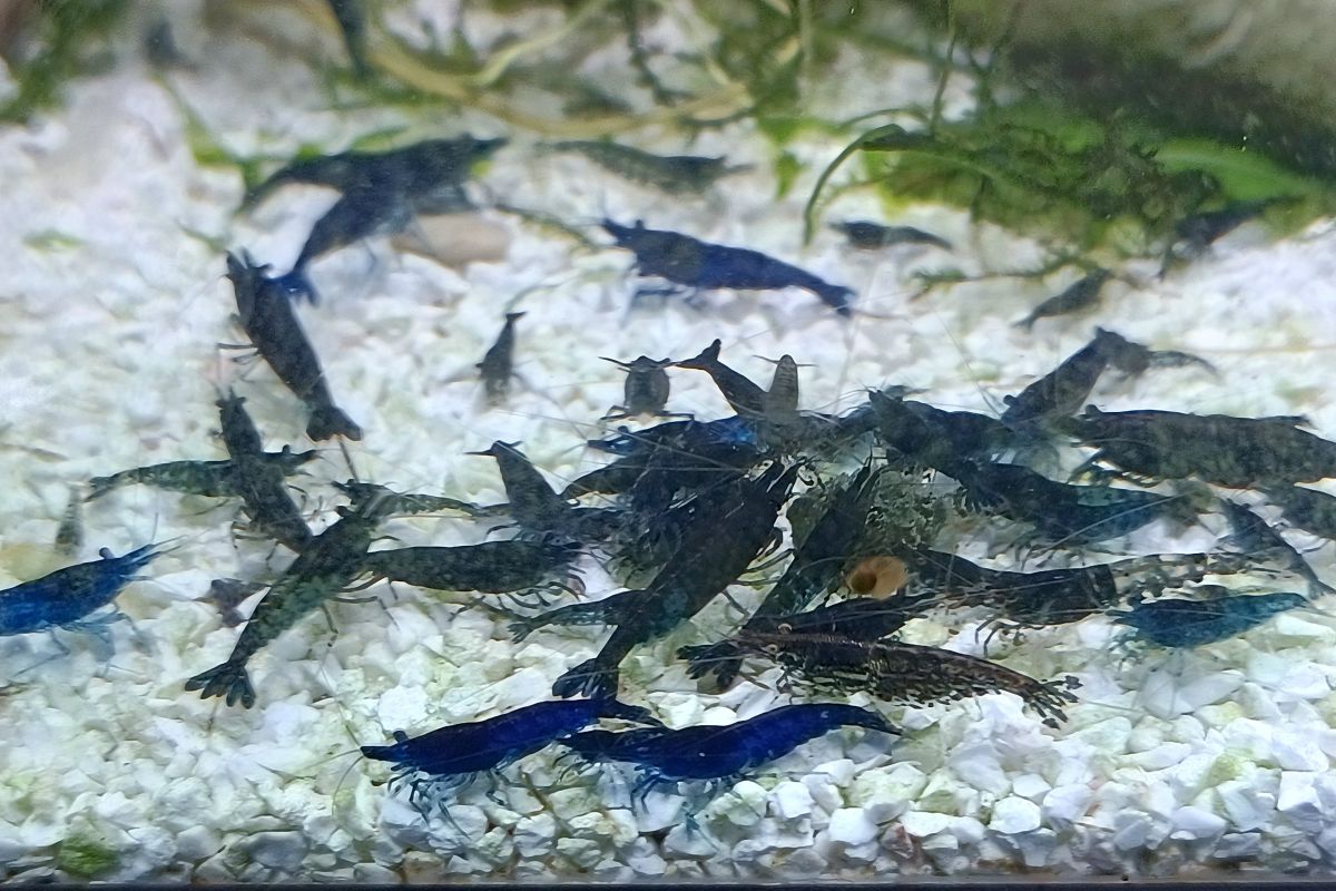 Crevettes bleues pour aquarium