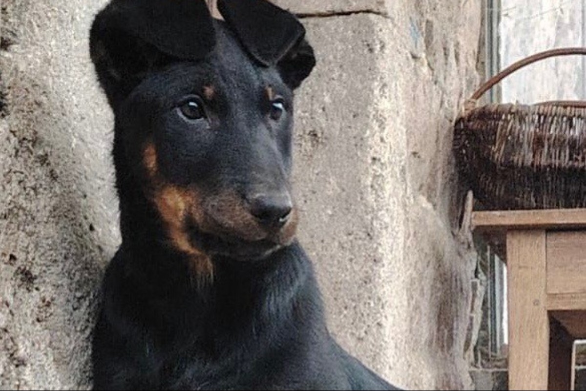 Chiot Beauceron