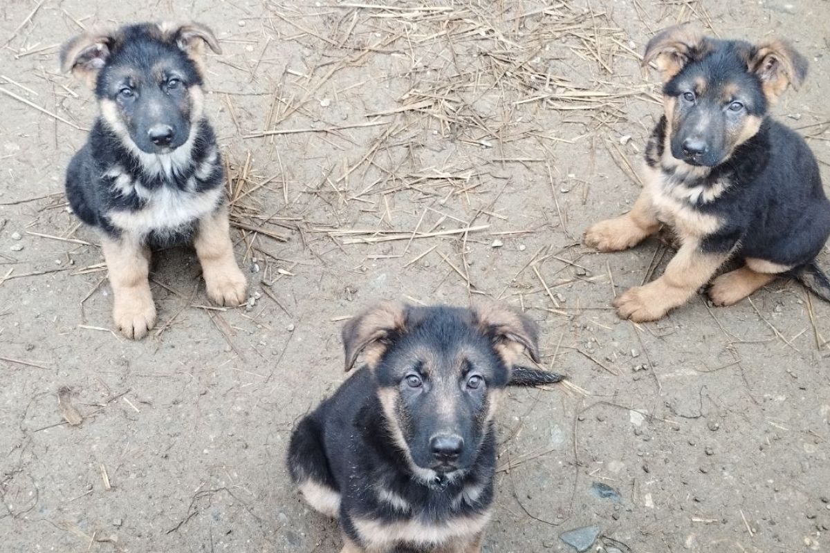 vends chiots berger allemand