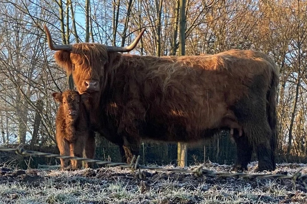 Jolie vache et son veau