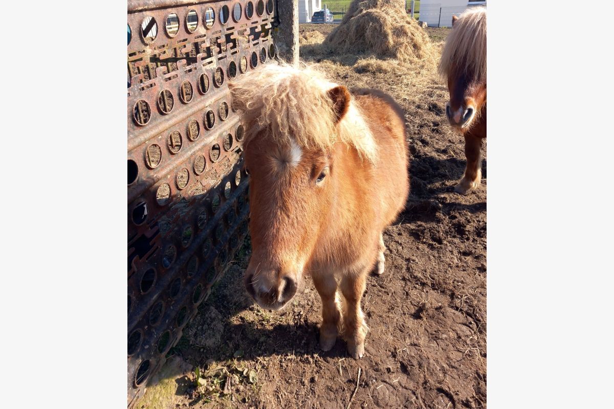 Ponette shetland