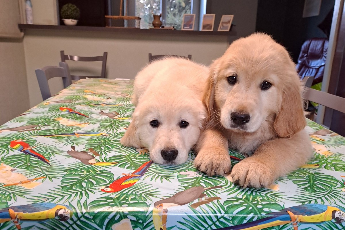 Race golden retriever