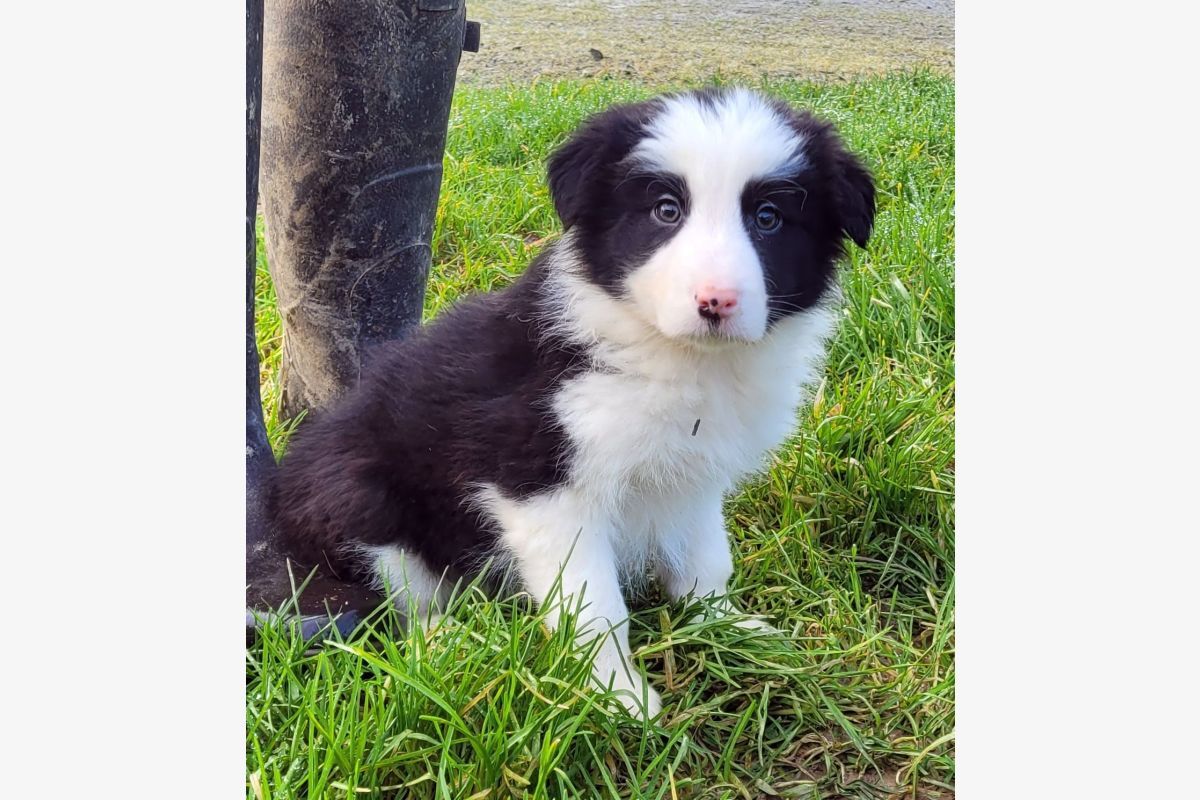 Apparence border collie