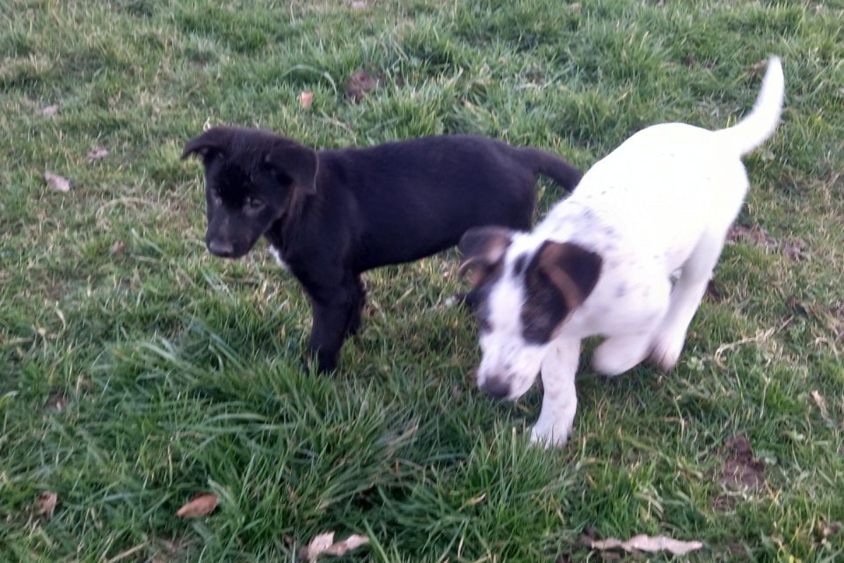 Croisé border collie / berger allemand